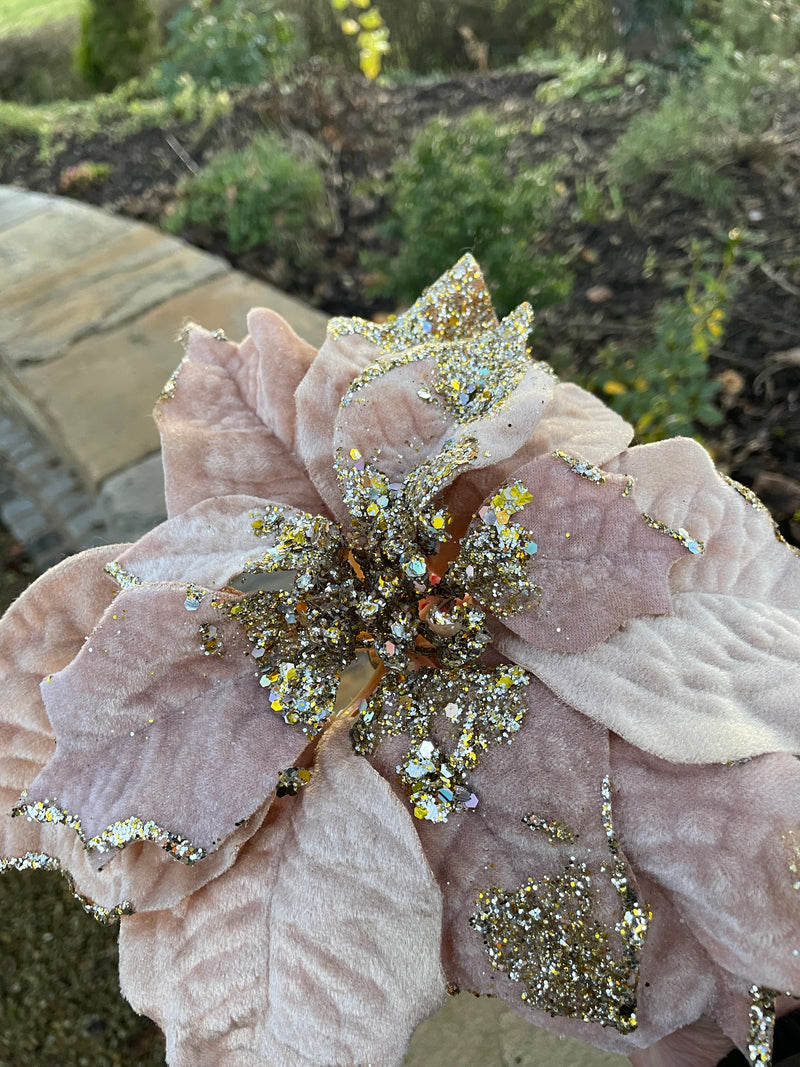 Champagne Velvet Poinsettia